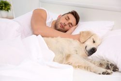 Man sleeping in bed with large dog